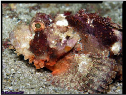 Close up on Scorpion fish 
Pleace: Masandam \ Oman 
by ... by Mohammed Al Hamood 
